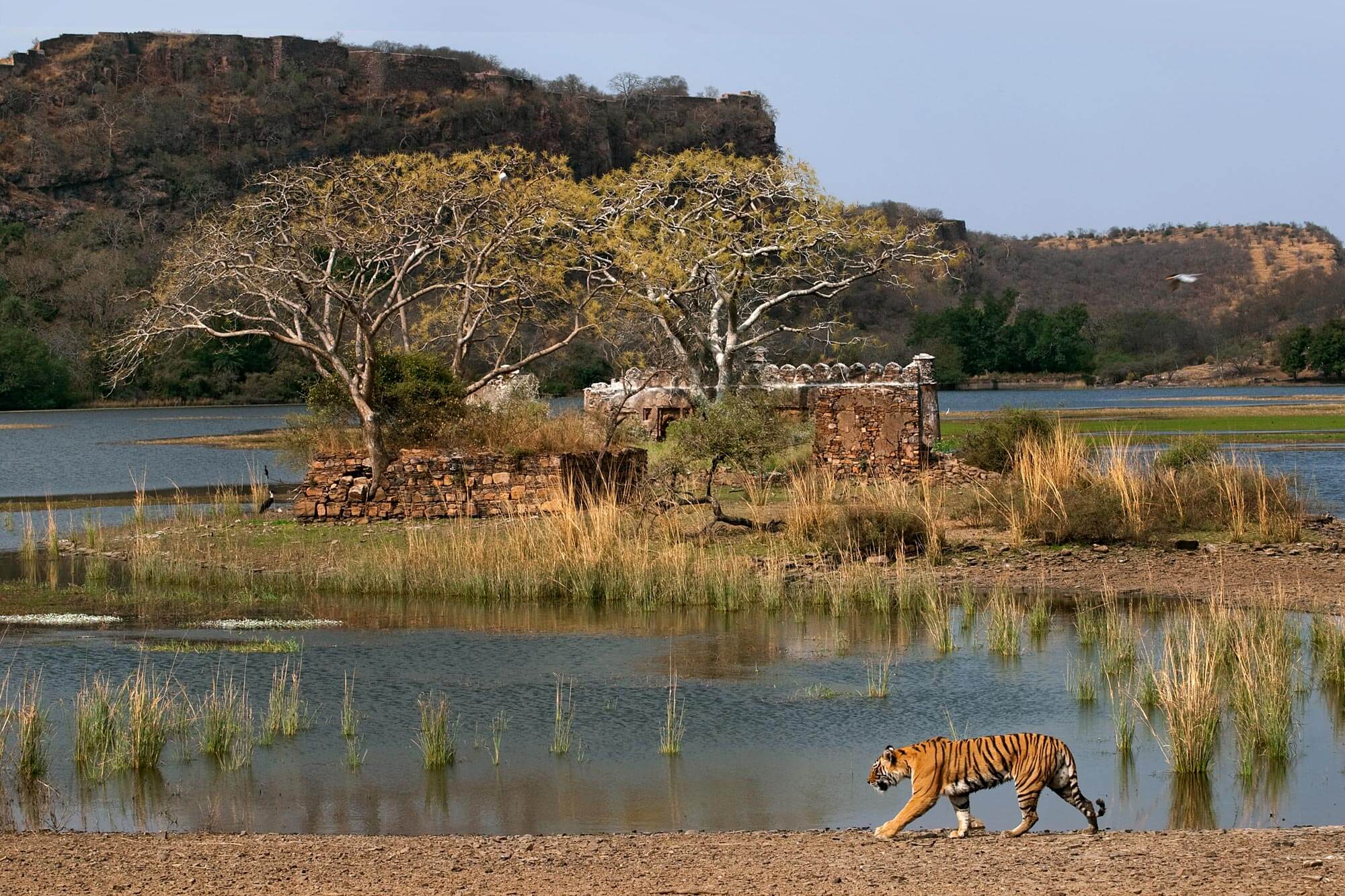 Gallery - Tiger Trail