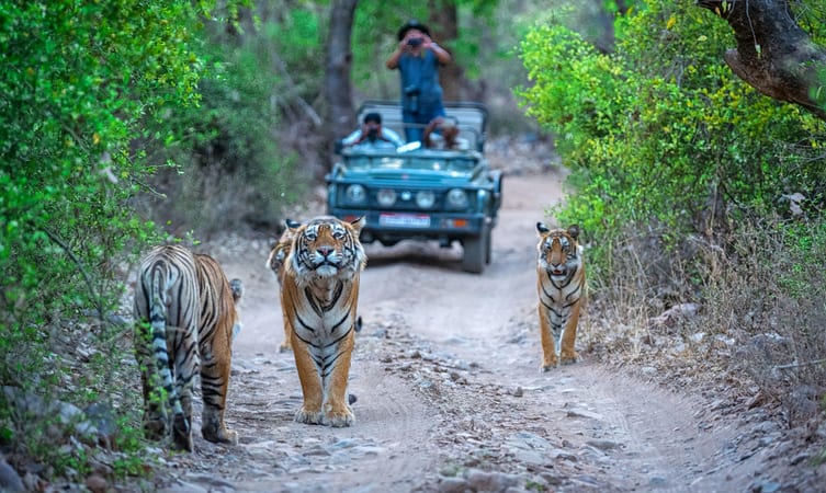 RANTHAMBORE NATIONAL PARK - Tiger Trail